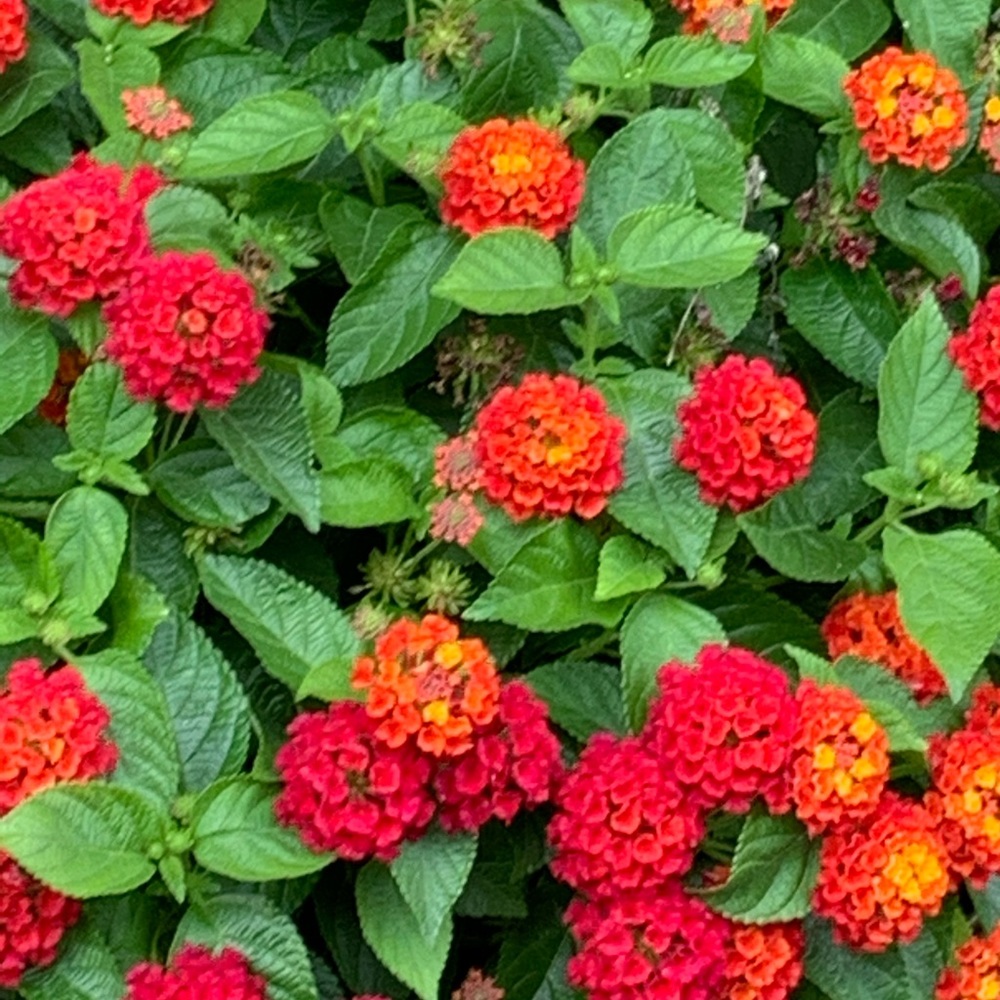 Meet your Posher, Stacey matt